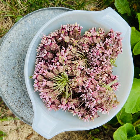 Milkweed, milkweed blossom harvest, milkweed cordial fermenting