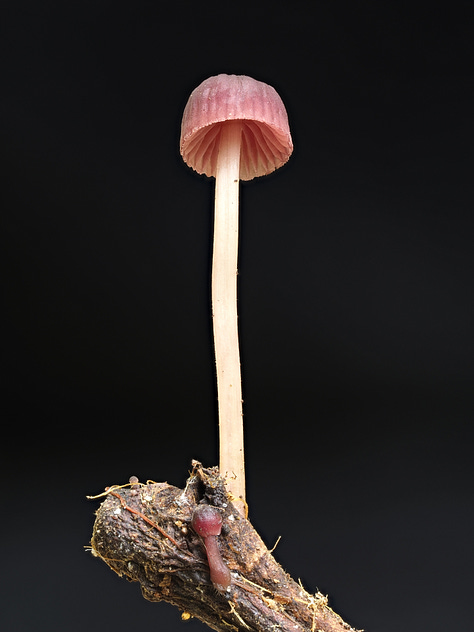 pink Mycena mushrooms
