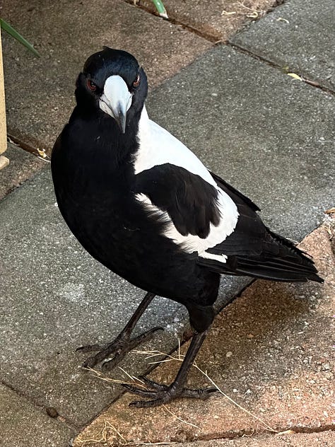 Australia wildlife