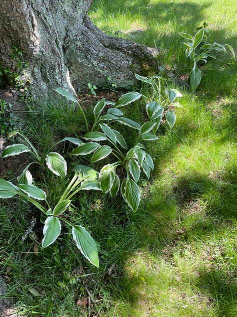 Hostas under a tree and lining a stone wall 