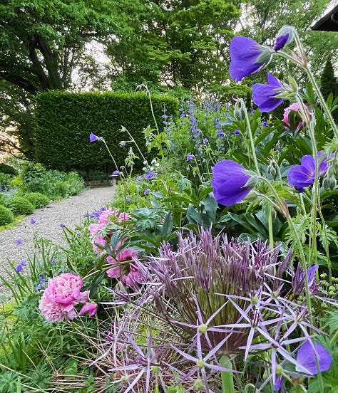 Blue flowers in the Cottage Garden: Rock Iris in March, Geranium 'Orion' in June & Camassia in May