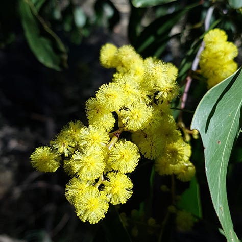 9 photos of Native Australian flowers and plants