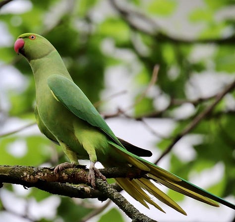 Photos of gray and black hooded crow, green ring-necked parakeet, and sunbird.