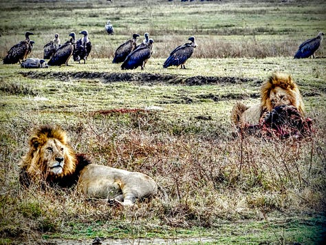 Serengeti lions