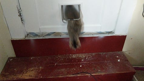 Using the cat door