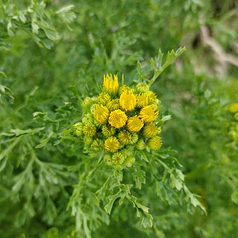 A tall, green bulrushes spike, the yellow buds of opening ragwort and the bright green, ragged leaves, and a bite clover flower head, florets falling open to reveal the red and green circles inside