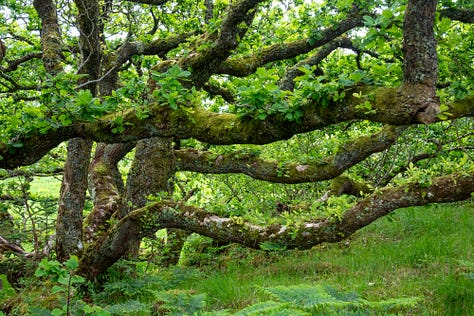 Images of Mull © Felicity Martin