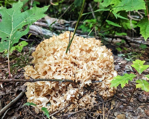 A collection of photos taken while completing the Cove Mountain Laurel Falls loop trail, with some photos featuring interesting sights (rocks, trees, and flora) indicated along the way.
