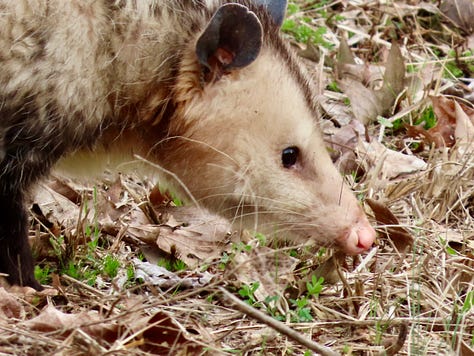 Opossum at Black Bayou NWR
