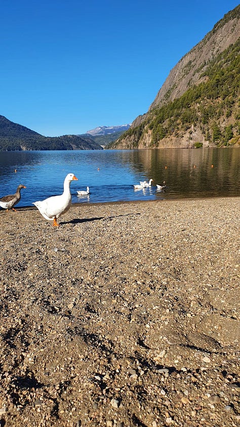 Paseos por el Lago Lacar, Lago Nonthue, Quila Quina Beach and Hua Hum Waterfall