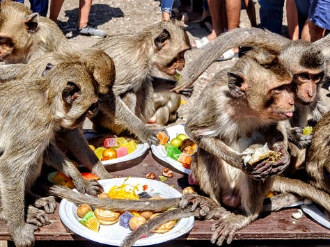 Lopburi monkeys