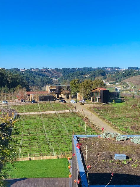 Dormant vines at Monverde Wine Hotel