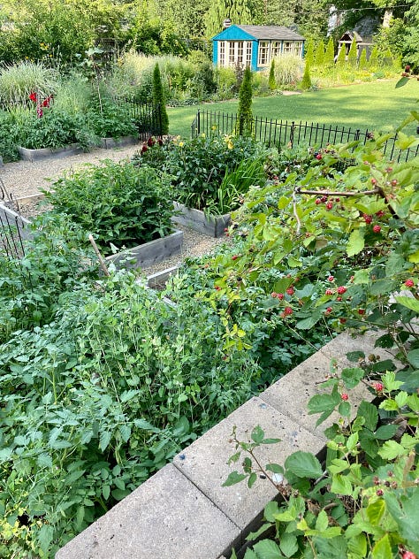 Some flowers in the Long Border (Echinacea, Liatris & Silphium); James training the rambling rose on the house; the Kitchen Garden; and looking down through the Fruit tunnel to the pond at Havenwood.