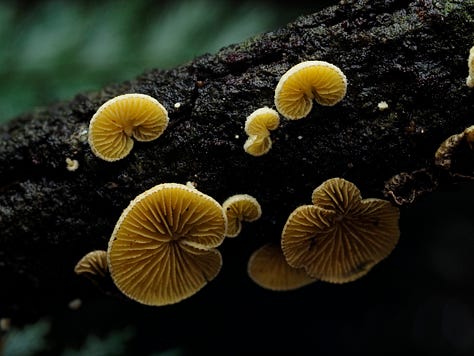 Crepidotus parietalis