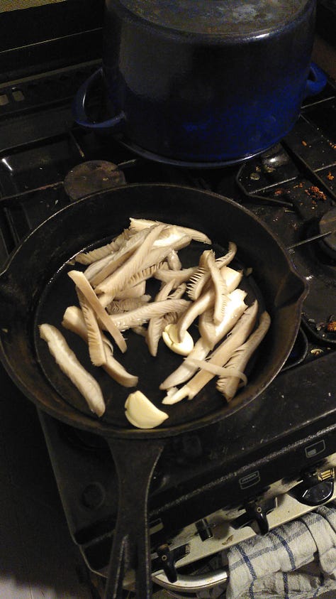 1: a hand holds a large oyster mushroom and a small mushroom knife, 2: Izzy's face pokes into the frame alongside the looming oyster mushroom tree, 3: slices of oyster mushroom pan fry on the stove