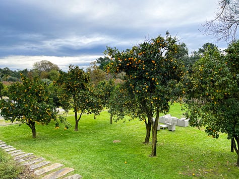 moss on trees, grass, orange trees, mushrooms, nature lovers dream