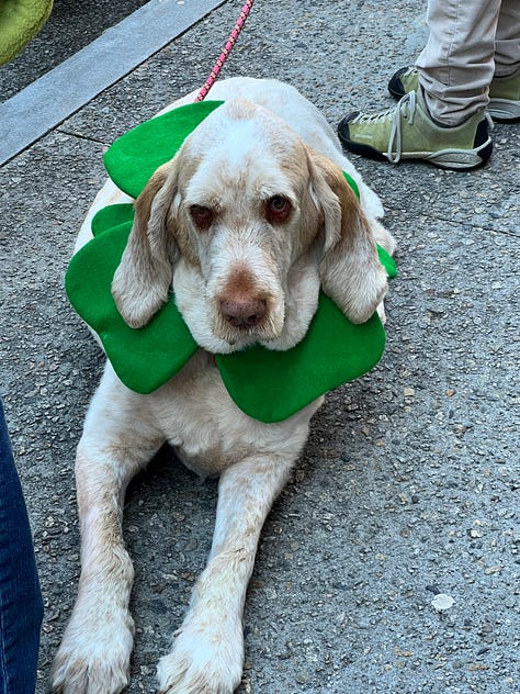 Scenes from the Newport St. Patrick's Day Parade