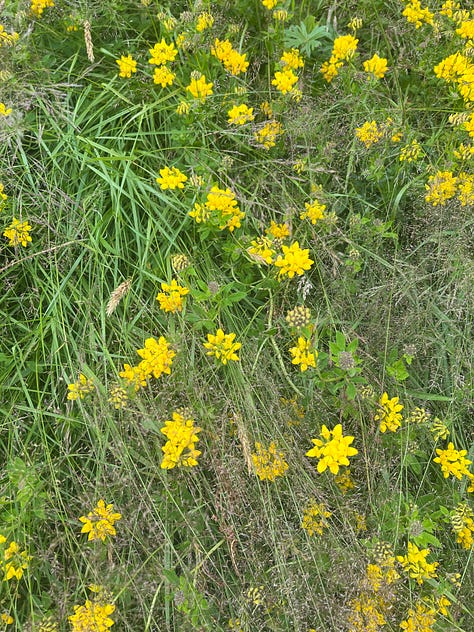 wildflowers 