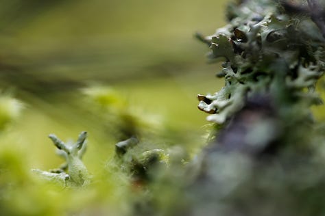 Macro images of moss, lichen and algae: the first verdure of Spring in wet woodland at the edge of a lowland raised bog (moss)