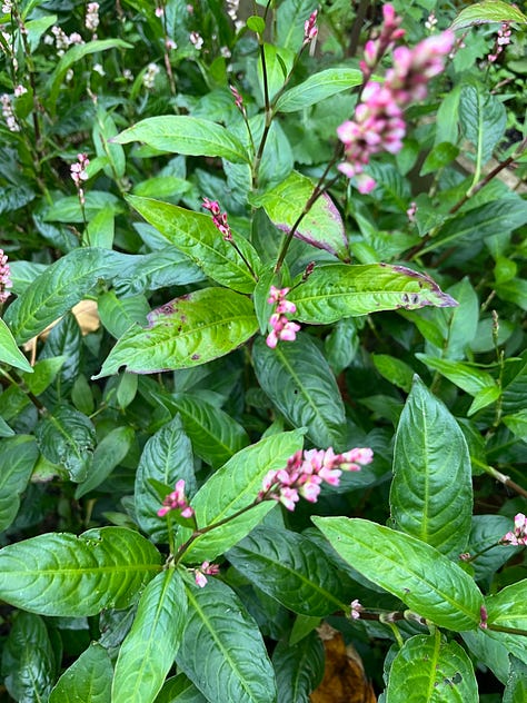 1. The translucent ovals of Honesty when it goes to seed; 2. Flowering indigo patch; 3. Only autumnal vibes from the Virginia Creeper over an elder.