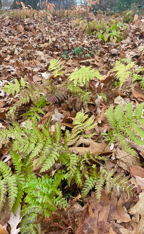 Woodland plants that stay green for winter: Autumn fern, Cyclamen hederifolium, Epimedium, Christmas fern and Wood Spurge, native Wood Sedge. 