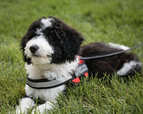 Famous First Responder Therapy Dogs