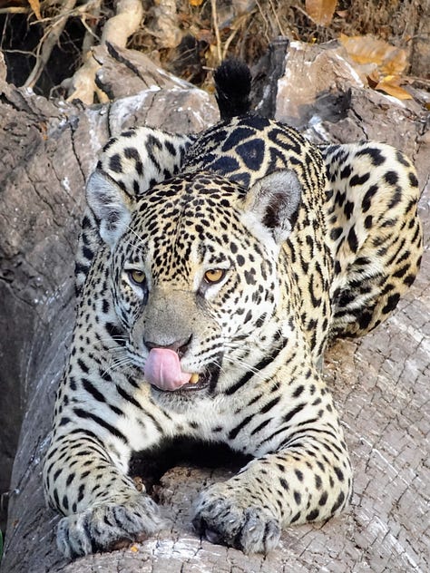 Pantanal jaguar