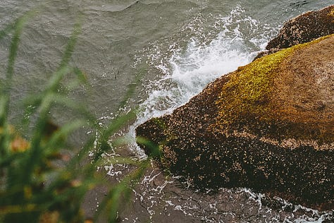 Three photos, left to right: waves crashing on a cliffside covered in moss, the surface of a large body of water, ferns half unfurled.