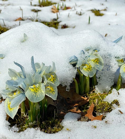 Rock iris covered in snow at Havenwood