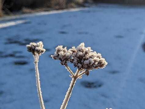 Perennial seed heads in winter