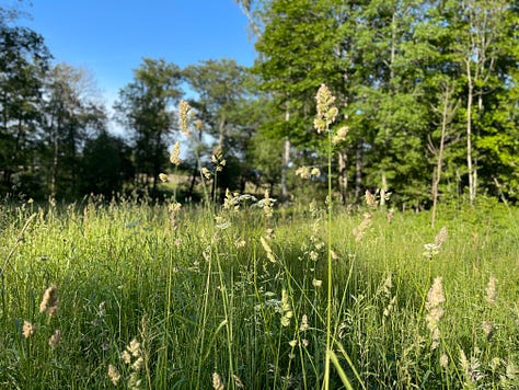 Three photos of lush green vegetation, one with  ferns, one with grasses and one with yellow wildflowers