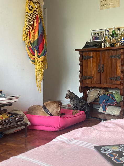 Uma sala com paredes brancas e chão de taco, tem uma cama de cachorro cor de rosa no chão e, deitado nela, um gato tigrado. Na frente da cama, olhando pra câmera, está um vira-lata caramelo que gostaria de deitar na cama que o gato ocupa. Na segunda imagem, o cão caramelo está deitado na cama enquanto o gato tá sentado na frente dele, no chão. Na terceira imagem, cachorro e gato estão confortavelmente deitados na cama. Paz entre os povos.
