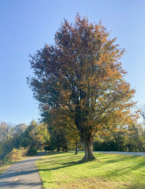 Photo of paved trail through a leafy green forest with sunlight streaming through; a photo of the photographer's legs and feet on a paved trail along grass and surrounded by fallen yellow leaves; a tree in late summer during dusk; a hand holding up a red and orange maple leaf with fall foliage in the background; a tree in mid-autumn; a tree in mid-winter; barren trees outlined against a clear blue dusk sky; a tree in early spring; an early springtime scene in a park along the river, with a painter framed by two trees.