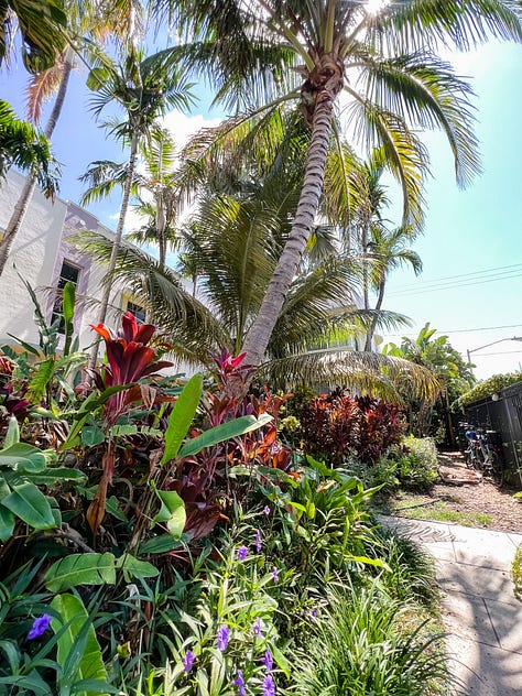 Photo of a lush tropical garden in front of a building, selfie photo of a woman and her dog, mirror selfie of a woman touching her baseball cap with the Miami Heat basketball logo, selfie of a woman smiling