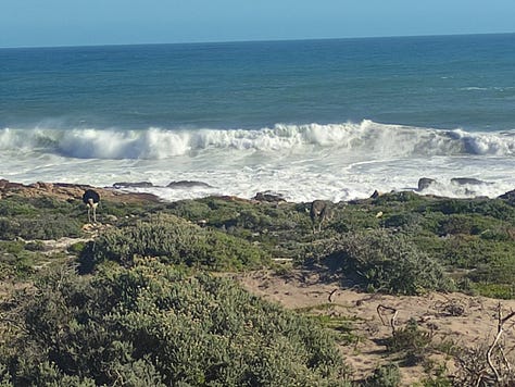 Ostriches a little distance from the camera, by the sea