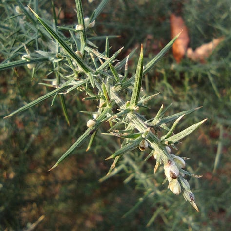 Three pictures of spike things - a spike of gorse with a cluster of bright yellow flowers at the top. A close up of a patch of green star moss, a close up of the spikes on a branch of gorse.