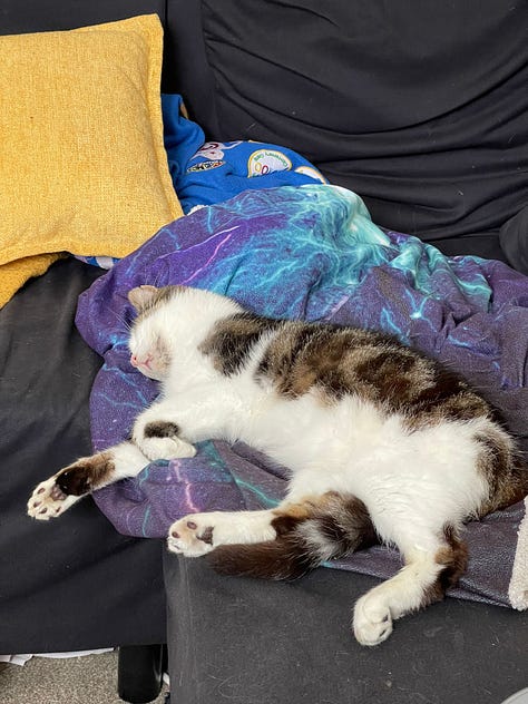 Pictures of Swirls, a tabby and white cat, sitting next to a LEGO typewriter as if about to write, sitting curled up on a keyboard, and asleep on a blanket