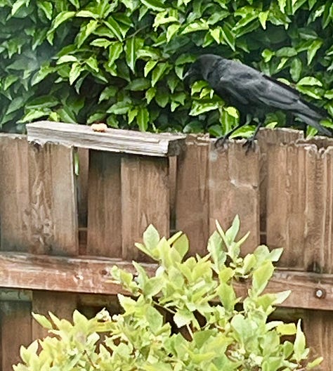 squirrel on fence looking alert, crow contemplating peanut on plywood, scrub jay perched on rim of water bowl, just before bath