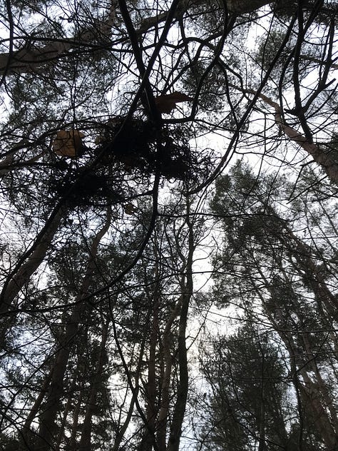 the first image shows the inside of an uprooted tree, concentric circles of growth visible. the second two are both of views up into pine woods, dark tall stems towards pale sky.