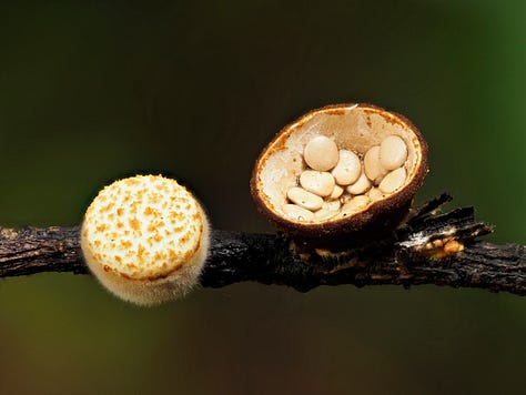 Crucibulum simile