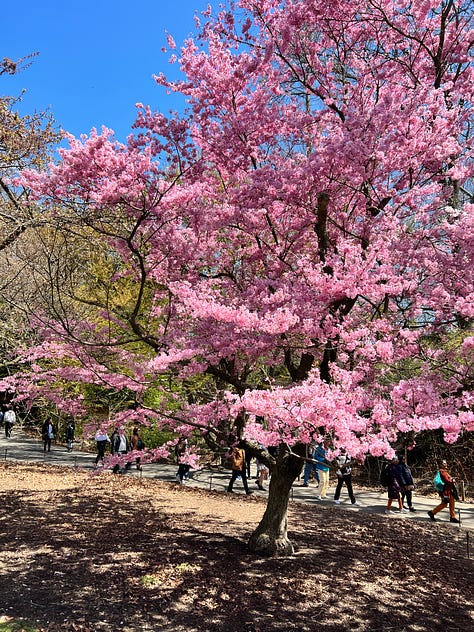 photos of cherry blossoms at the brooklyn botanic garden