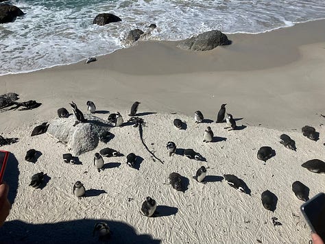 Penguins on the beach