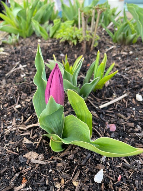 Sowing seeds, first early tulip, freshly composted beds.