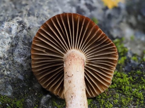 Chroogomphus rutilus
