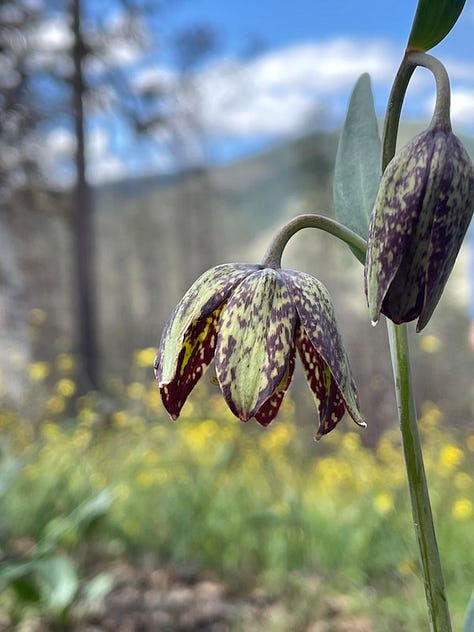 Three photos of Fritillaria.