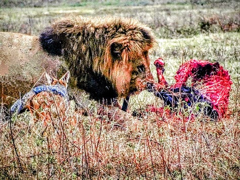 Serengeti lions