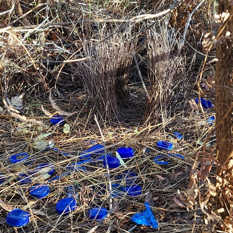 Photos of Australian native Flora and Fauna