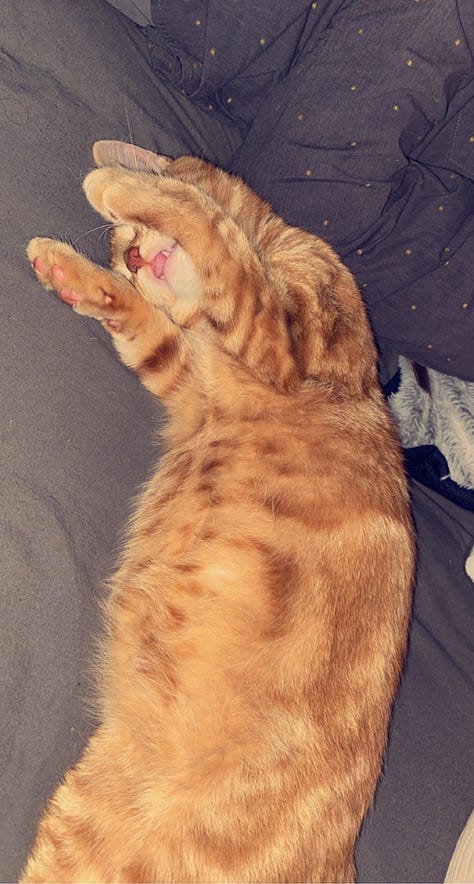Multiple photos of Theo, an orange cat.
