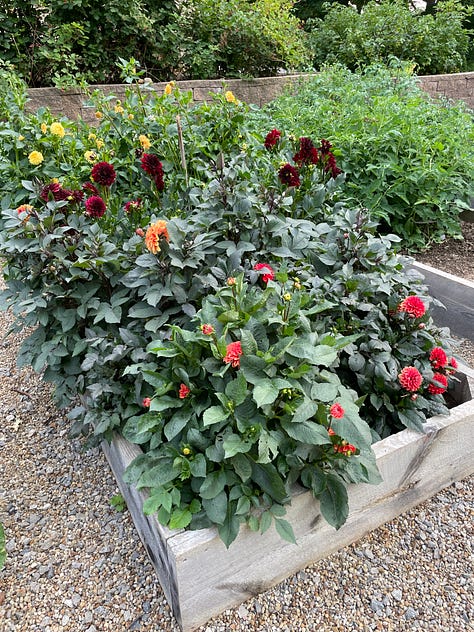 Glads, Dahlias, Sweet peas—full house in the Kitchen Garden this month