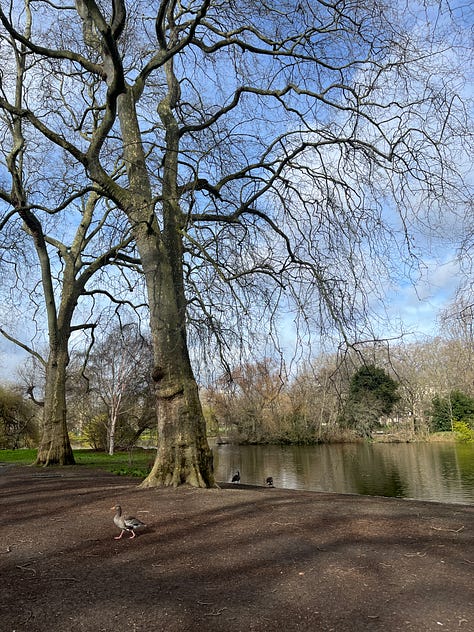 Pink pelicans in St James's Park and buildings in Westminster